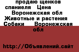 продаю щенков спаниеля › Цена ­ 7 000 - Воронежская обл. Животные и растения » Собаки   . Воронежская обл.